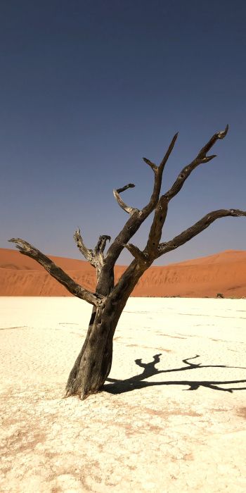 Namibia, dead tree, desert Wallpaper 720x1440