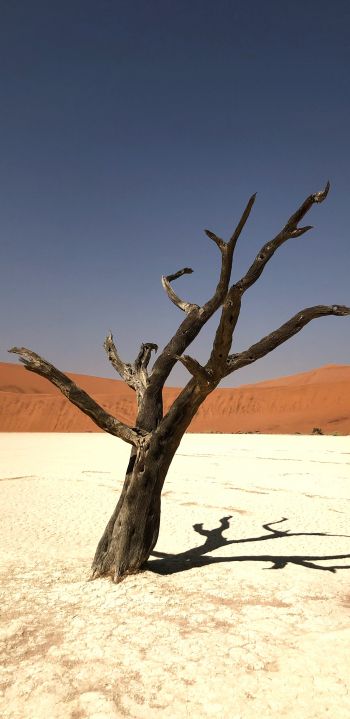 Namibia, dead tree, desert Wallpaper 1440x2960