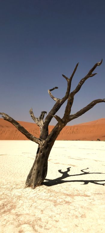 Обои 1440x3200 Намибия, мертвое дерево, пустыня