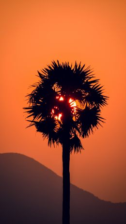 palm tree, sunset Wallpaper 1440x2560
