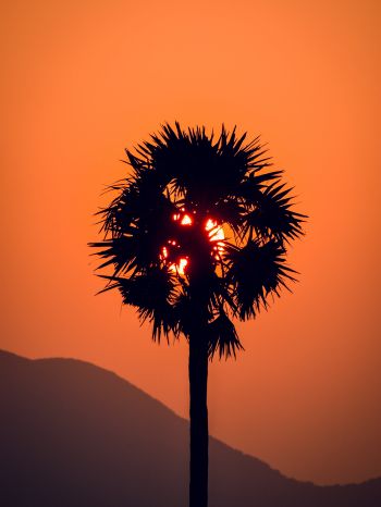 palm tree, sunset Wallpaper 2048x2732