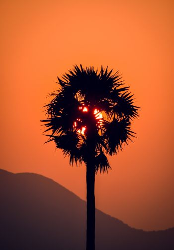 palm tree, sunset Wallpaper 1668x2388