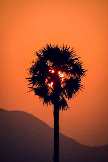 palm tree, sunset Wallpaper 640x960