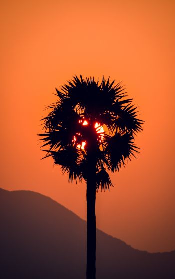 palm tree, sunset Wallpaper 1752x2800
