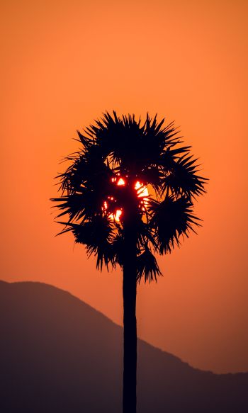 palm tree, sunset Wallpaper 1200x2000