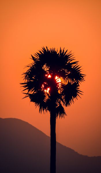 palm tree, sunset Wallpaper 600x1024