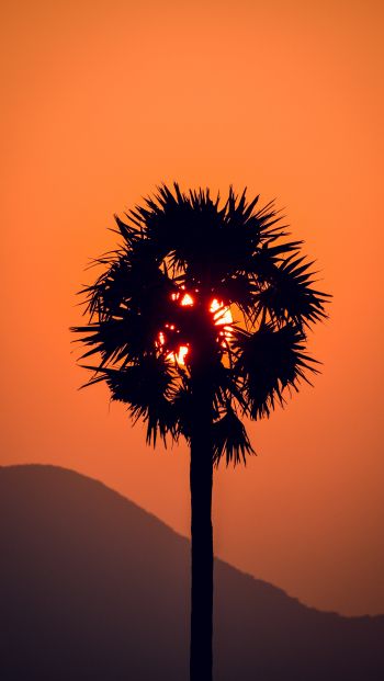 palm tree, sunset Wallpaper 640x1136