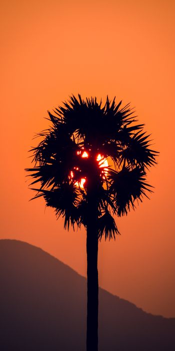palm tree, sunset Wallpaper 720x1440