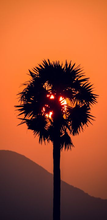 palm tree, sunset Wallpaper 1080x2220