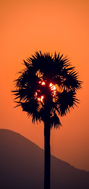 palm tree, sunset Wallpaper 1080x2280
