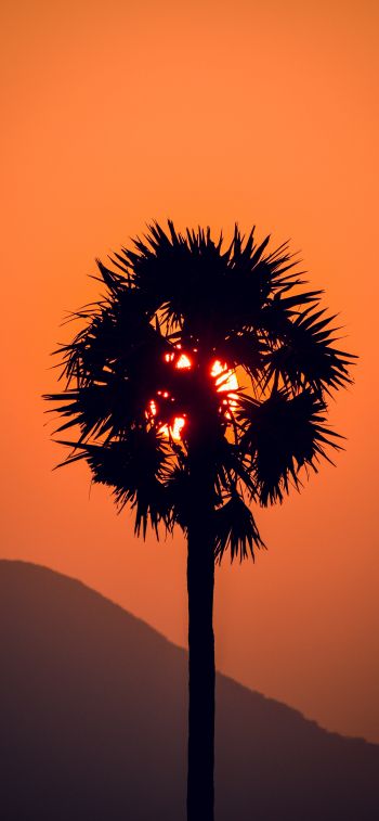 palm tree, sunset Wallpaper 1284x2778