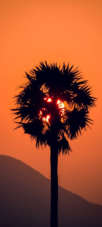 palm tree, sunset Wallpaper 1080x2400