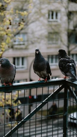 pigeons, city bird Wallpaper 640x1136
