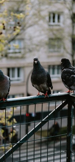 pigeons, city bird Wallpaper 1284x2778