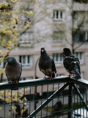 pigeons, city bird Wallpaper 1620x2160