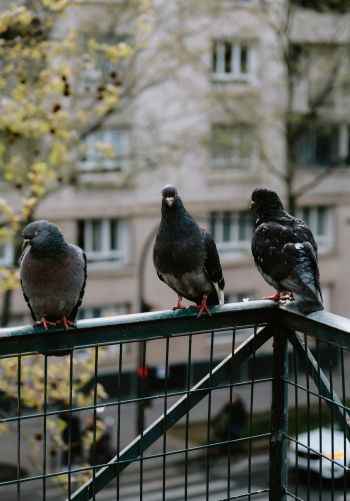 pigeons, city bird Wallpaper 1668x2388