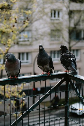 pigeons, city bird Wallpaper 640x960