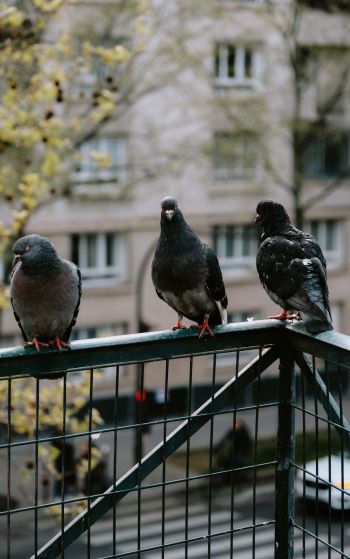 pigeons, city bird Wallpaper 1752x2800