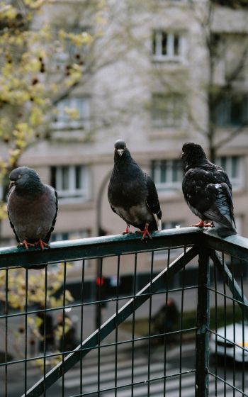 pigeons, city bird Wallpaper 800x1280