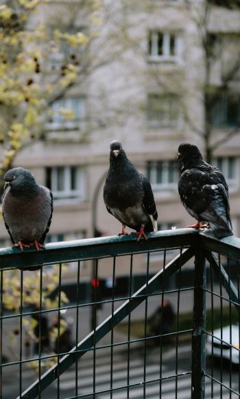 pigeons, city bird Wallpaper 1200x2000