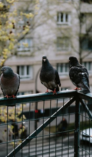 pigeons, city bird Wallpaper 600x1024