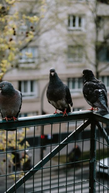 pigeons, city bird Wallpaper 1080x1920