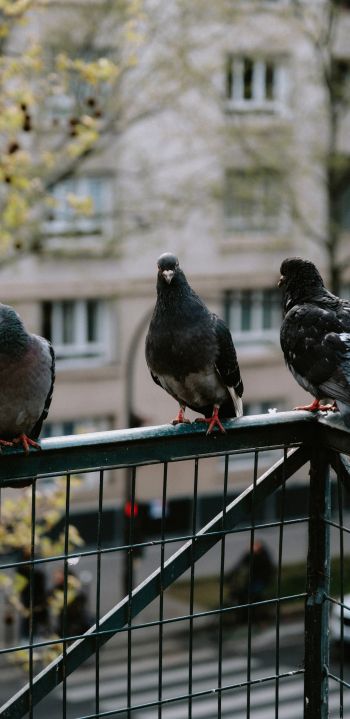pigeons, city bird Wallpaper 1080x2220