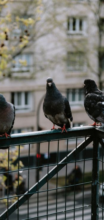 pigeons, city bird Wallpaper 1080x2280