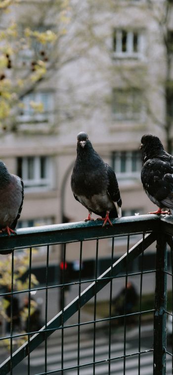 pigeons, city bird Wallpaper 828x1792