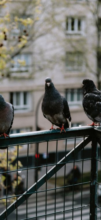 pigeons, city bird Wallpaper 1080x2340