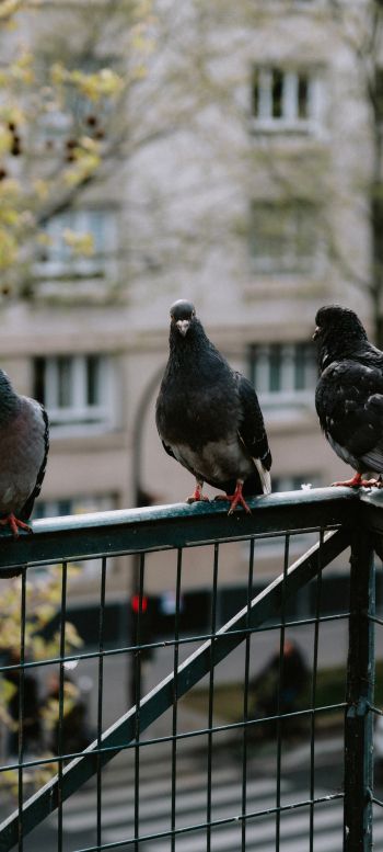pigeons, city bird Wallpaper 720x1600