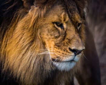 lion, predator, mane Wallpaper 1280x1024