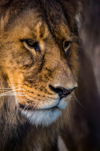 lion, predator, mane Wallpaper 640x960