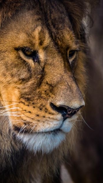lion, predator, mane Wallpaper 640x1136