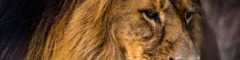 lion, predator, mane Wallpaper 1590x400