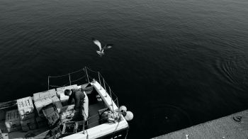 seagulls, sea, boat Wallpaper 2048x1152