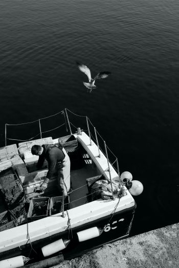 seagulls, sea, boat Wallpaper 640x960
