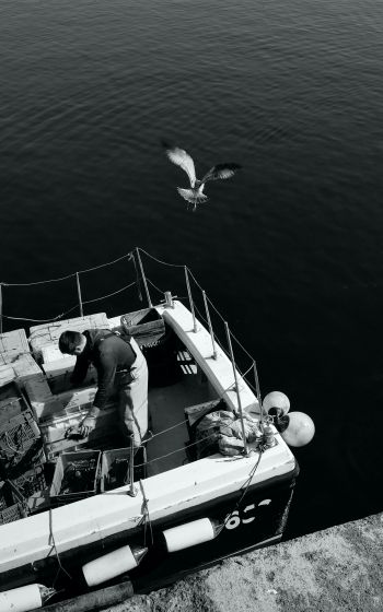 seagulls, sea, boat Wallpaper 1200x1920
