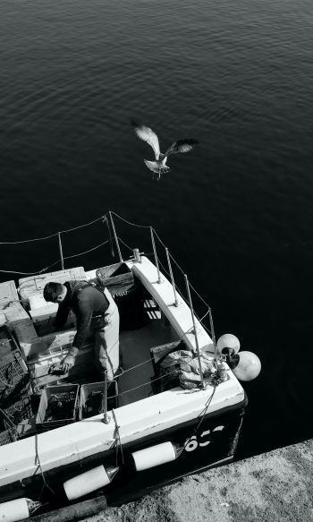 seagulls, sea, boat Wallpaper 1200x2000