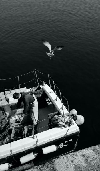 seagulls, sea, boat Wallpaper 600x1024