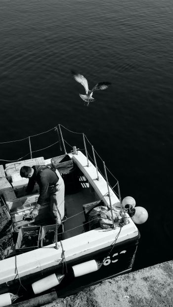 seagulls, sea, boat Wallpaper 640x1136