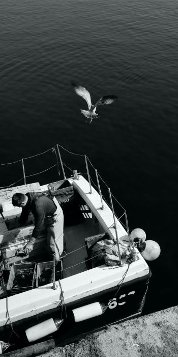 seagulls, sea, boat Wallpaper 720x1440