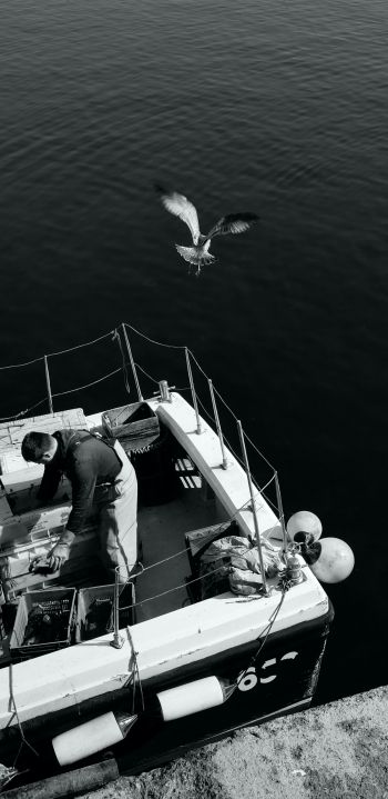 seagulls, sea, boat Wallpaper 1440x2960