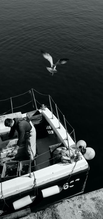 seagulls, sea, boat Wallpaper 1080x2280