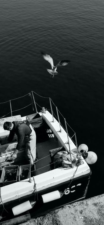 seagulls, sea, boat Wallpaper 1284x2778