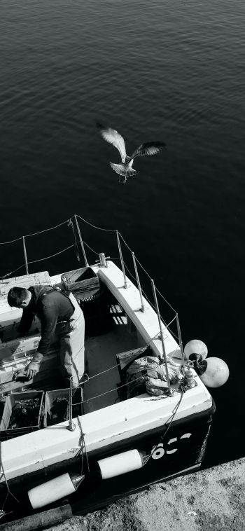 seagulls, sea, boat Wallpaper 1080x2340