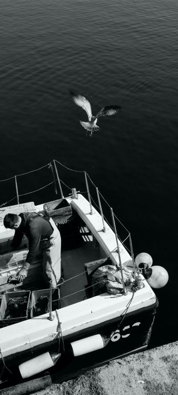 seagulls, sea, boat Wallpaper 1440x3200