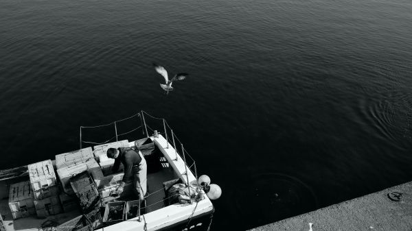 seagulls, sea, boat Wallpaper 1366x768