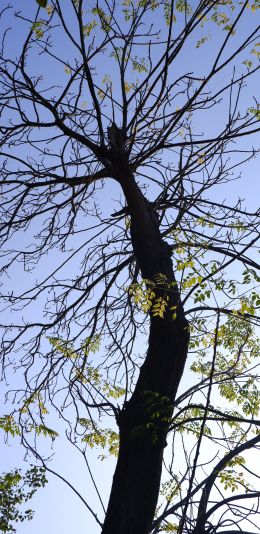 tree, view from below Wallpaper 1440x2960