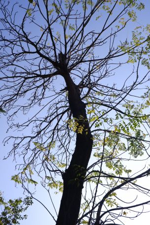 tree, view from below Wallpaper 640x960